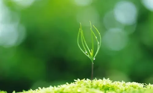 刚萌发的小苗
